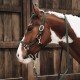Недовуздок зі шкірою Plaited Nylon від Kentucky