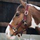 Недовуздок зі шкірою Plaited Nylon від Kentucky