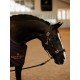 Недоуздок кожаный Anatomic Leather Moonless Night, Equestrian Stockholm