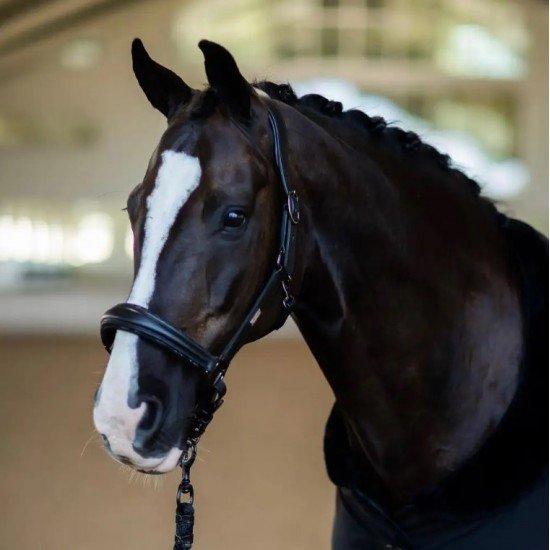Недоуздок Anatomic Leather Black Edition, Equestrian Stockholm