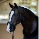 Недоуздок Anatomic Leather Black Edition, Equestrian Stockholm