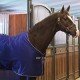 Попона денниковая Amigo X Sur Poly от Horseware