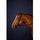 Уздечка с ганноверским капсюлем Adjustable Drop Noseband от Dyon