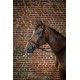 Вуздечка з комбінованим капсюлем Anatomic Flash Noseband від Dyon