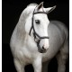 Вуздечка спеціальна Rambo Micklem Deluxe Competition Bridle від Horseware
