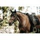 Вальтрап виїздковий Pearls від Kentucky Horsewear