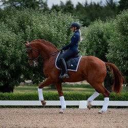 Вальтрап выездковый Equestrian Stockholm MIDNIGHT WHITE EDGE