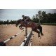 Вальтрап конкурний Dark Sky, Equestrian Stockholm